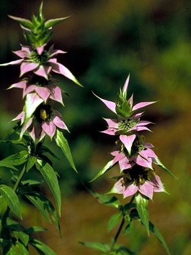 Monarda punctata - Spotted Beebalm